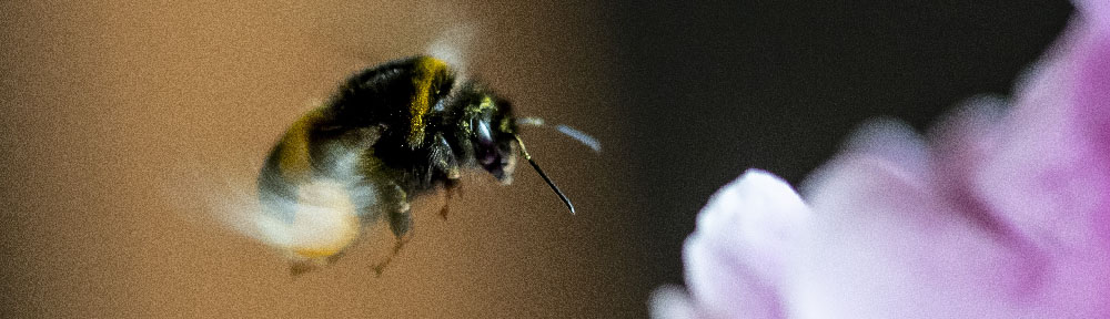 Fotograf Morten Dueholm